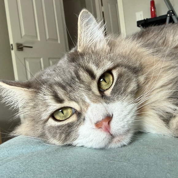 suki64